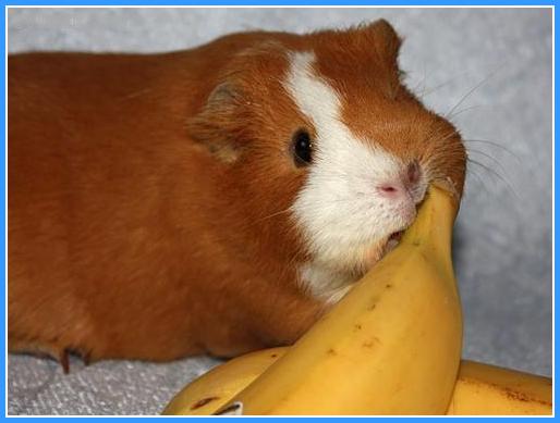 Морская свинка кушает бананчик. Автор - Lana. Cайт автора:  lana-online.ya.ru