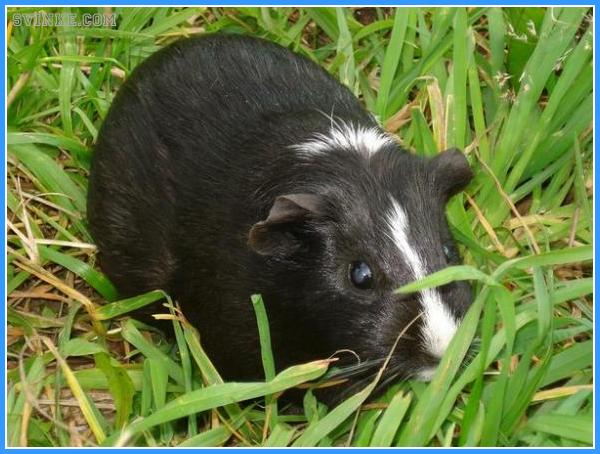 Морская свинка сидит в траве
