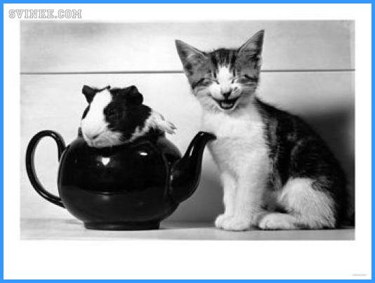 Морская свинка сидит в чайника, а котенок над ним смеется
