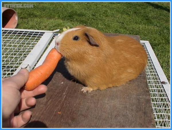 Остерай ухватился за морковку. Автор Лариса Роде