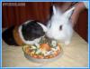 Свинка и кролик кушают