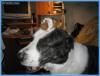 Собака Жора и маленькая морская свинка. Автор Елена Симон