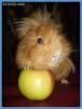 Это моё яблоко, не дам!
